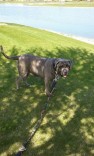Selling 4 year old Neopolitan Mastiff dog